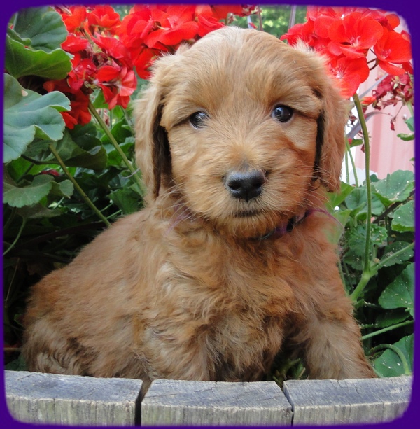 KT pups 6 wks old 25