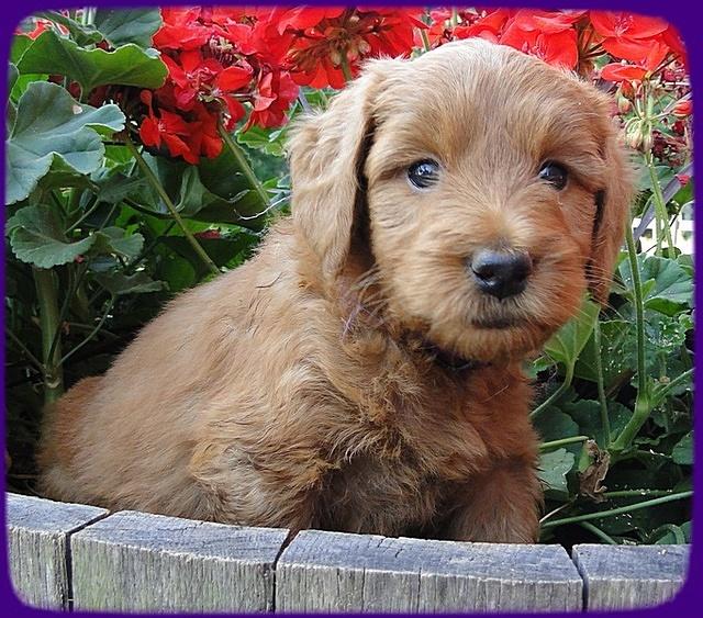 KT pups 6 wks old 28