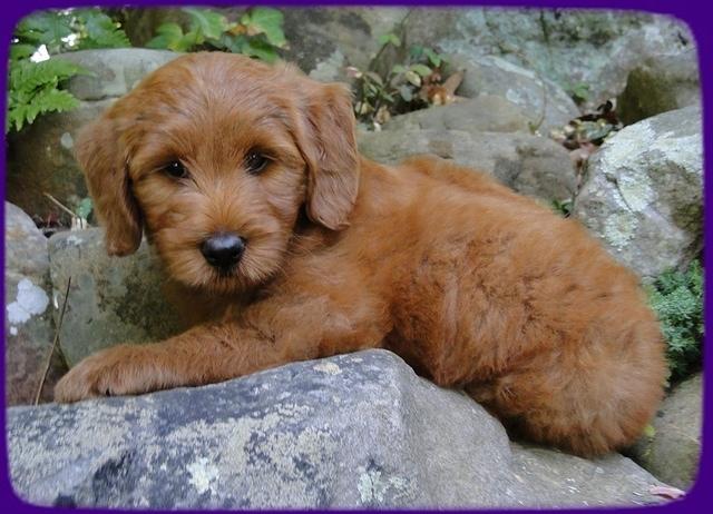 KT pups 8 wks old 27