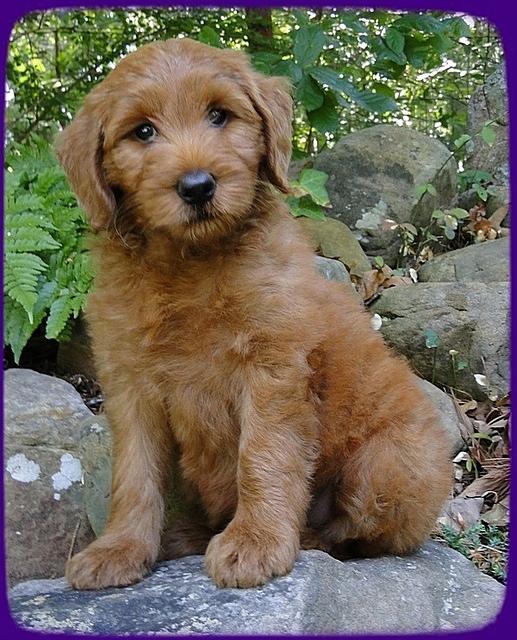 KT pups 8 wks old 28