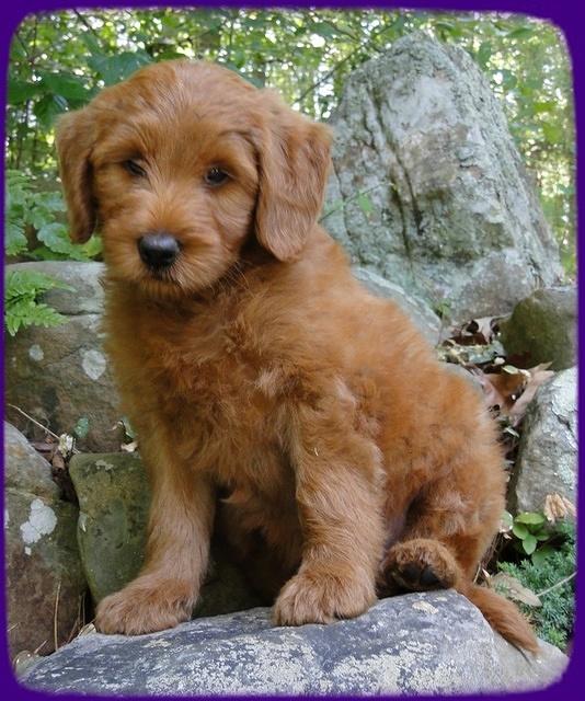 KT pups 8 wks old 36