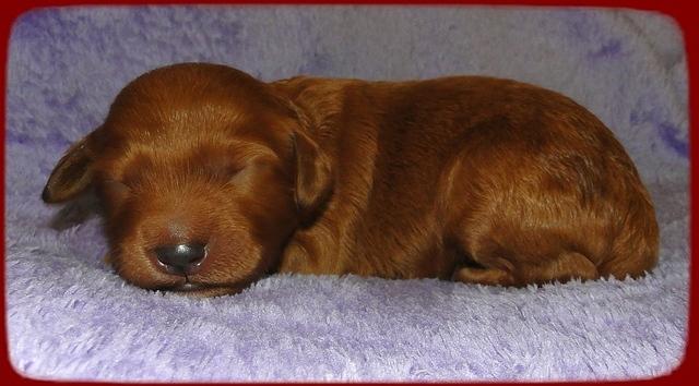 KT pups 1 wk old 18
