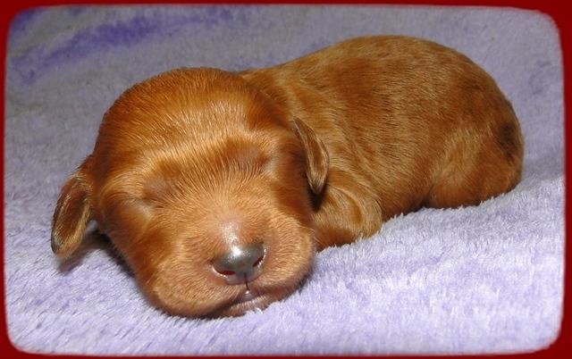 KT pups 1 wk old 21