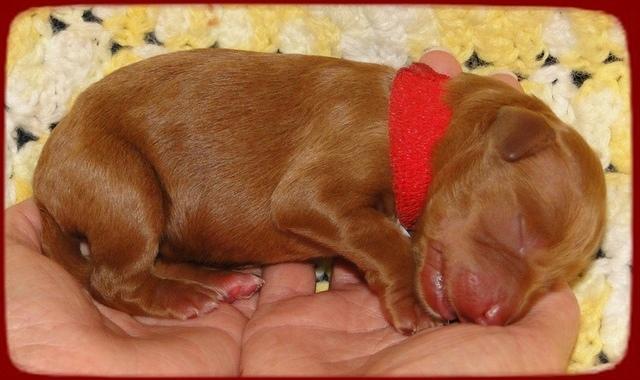 KT pups 2 days old 23