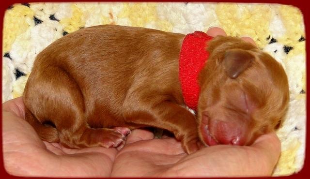 KT pups 2 days old 24