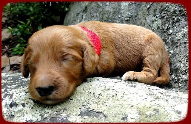 KT pups 2 wks old 11