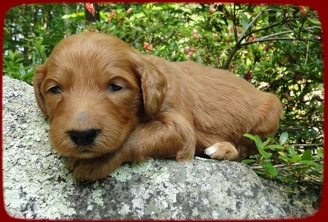 KT pups 3 wks old mage00064