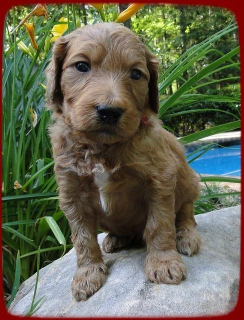 KT pups 4 wks old 27