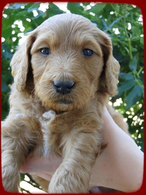 KT pups 5 wks old 32