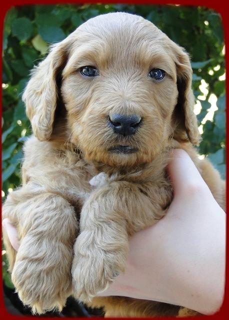 KT pups 5 wks old 33