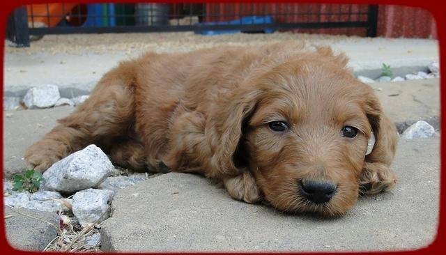 KT pups 5 wks old 34