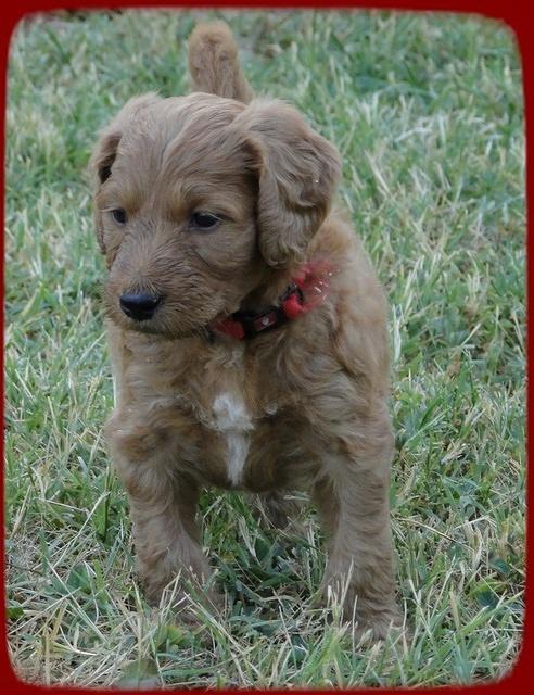 KT pups 5 wks old 41 (2)