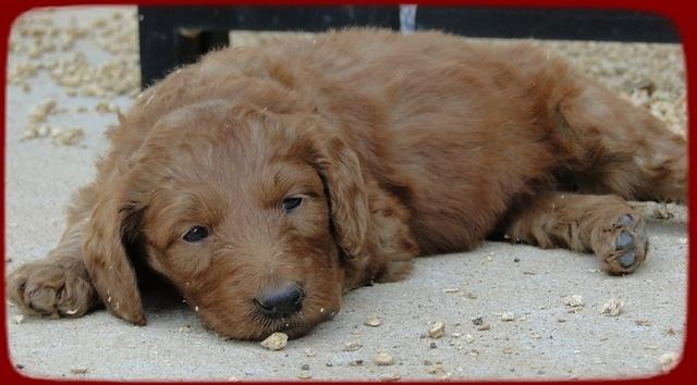 KT pups 5 wks old 43