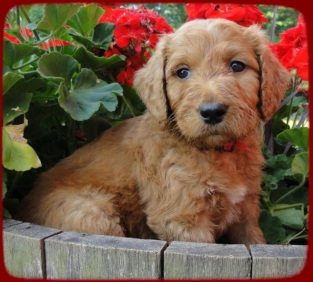 KT pups 6 wks old 14