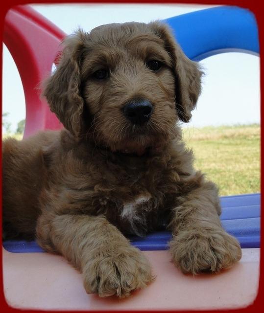 KT pups 7 wks old 19