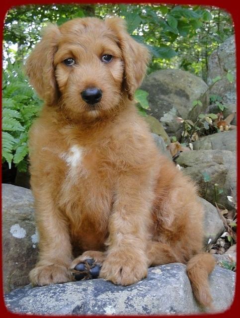 KT pups 8 wks old 26