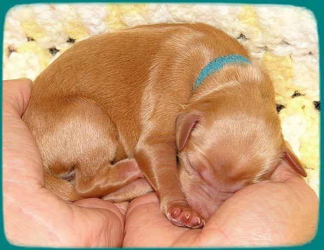 KT pups 2 days old 17