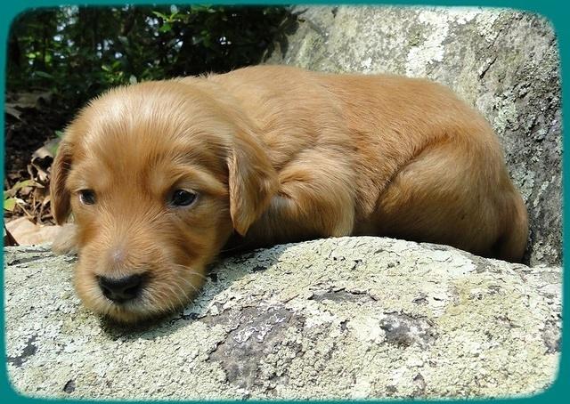 KT pups 3 wks old Image00040