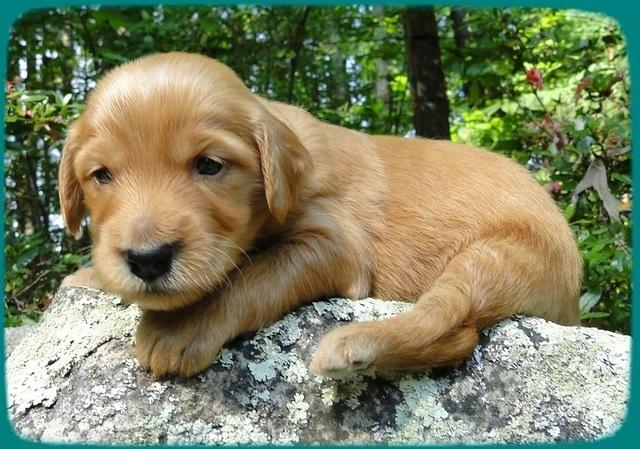 KT pups 3 wks old Image00042