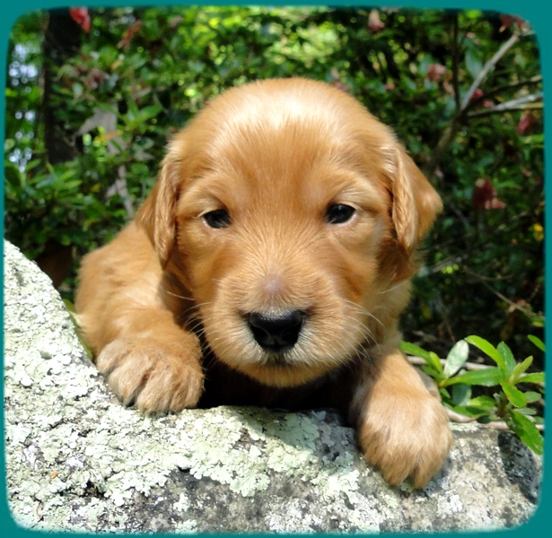 KT pups 3 wks old Image00043