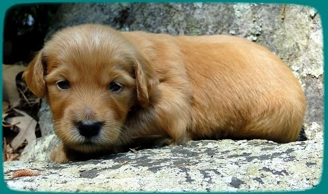 KT pups 3 wks old Image00044