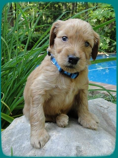 KT pups 4 wks old 18