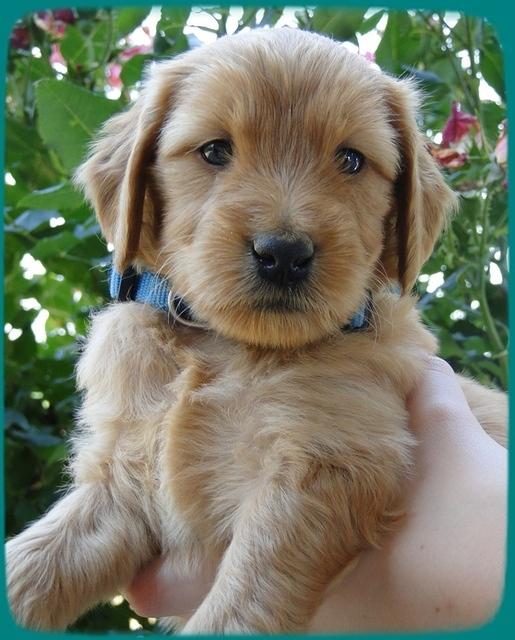 KT pups 5 wks old 23