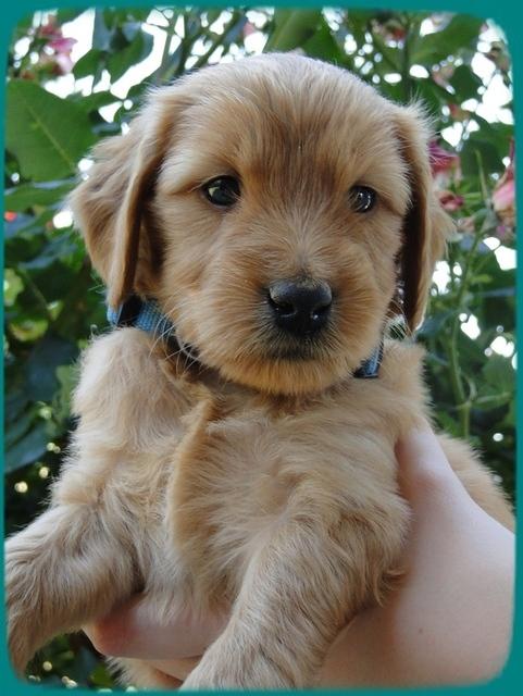 KT pups 5 wks old 25