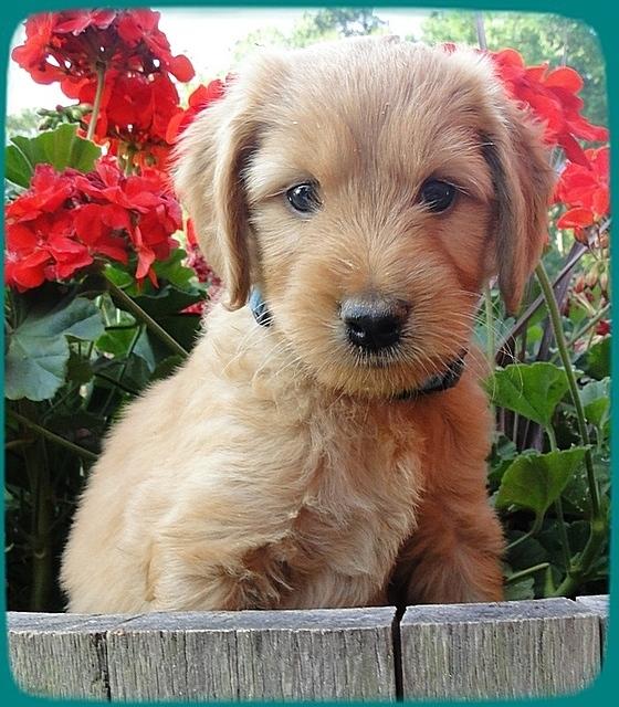 KT pups 6 wks old 8