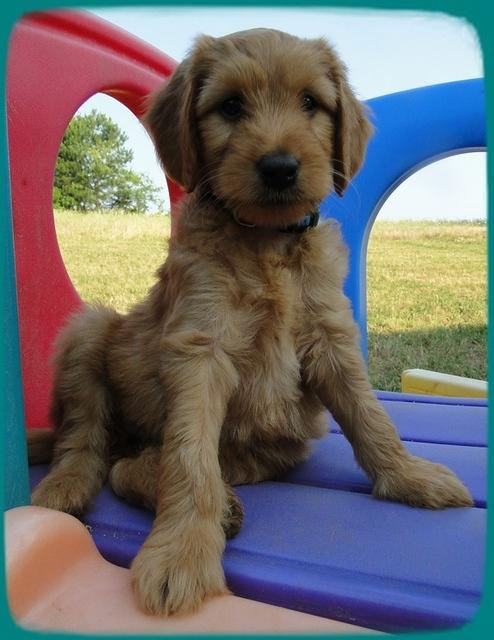 KT pups 7 wks old 11