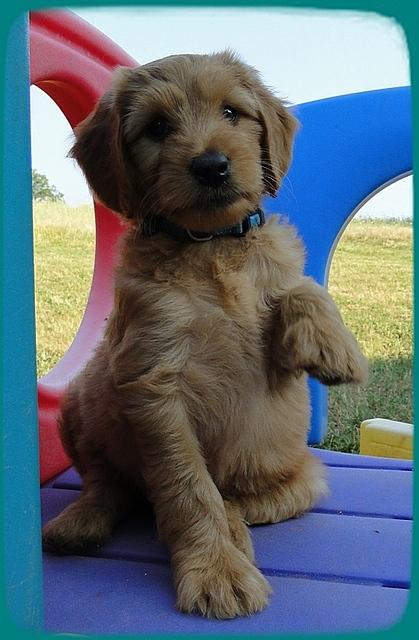 KT pups 7 wks old 12