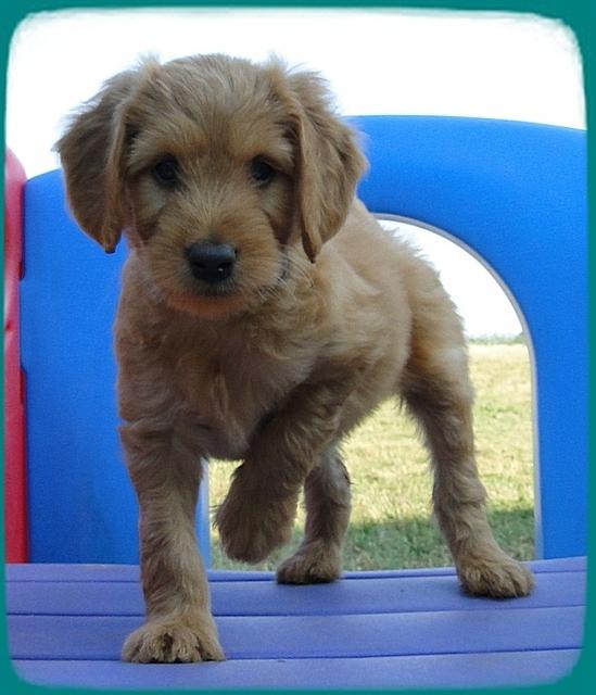 KT pups 7 wks old 13