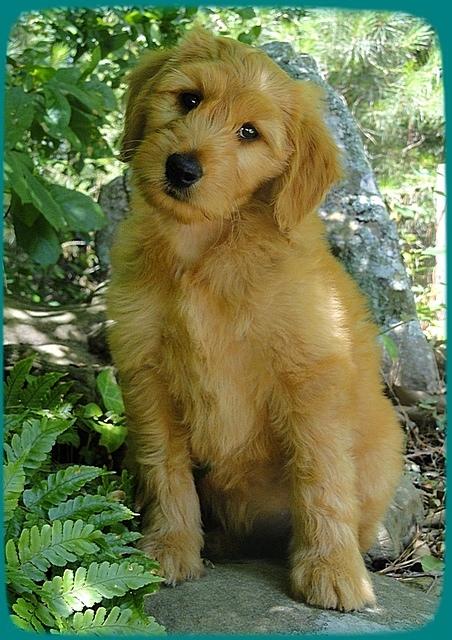 KT pups 8 wks old 101