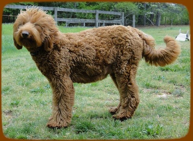 Kozie 10 days to go 1 preg.jpg 2