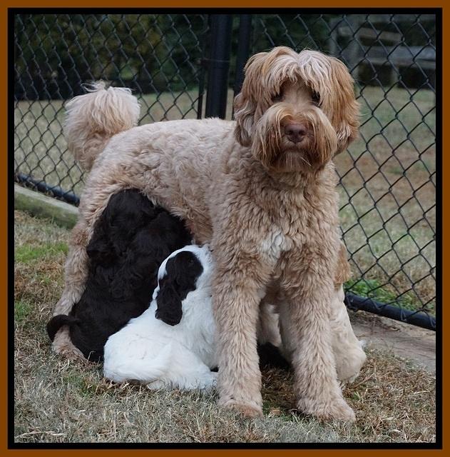 Laynie Camo pups 6 wks old 31