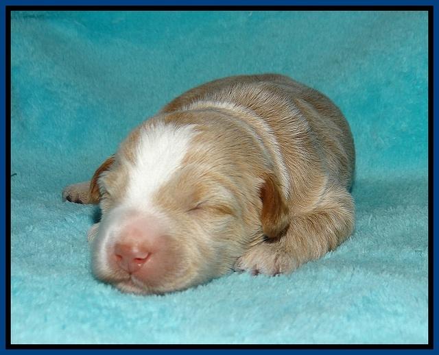 Laynie Camo pups 1 wk old41