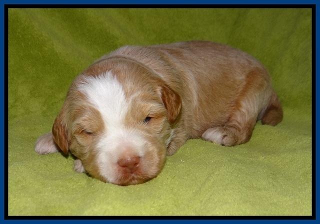 Laynie Camo pups 2 wks old 41