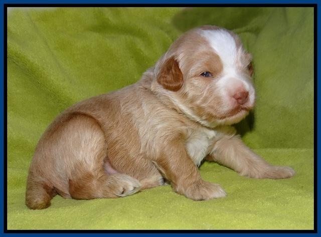 Laynie Camo pups 2 wks old 51
