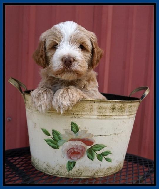Laynie Camo pups 5 wks old71