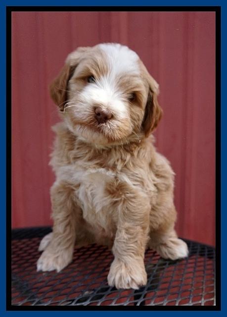 Laynie Camo pups 5 wks old81