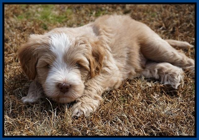 Laynie Camo pups 6 wks old 101