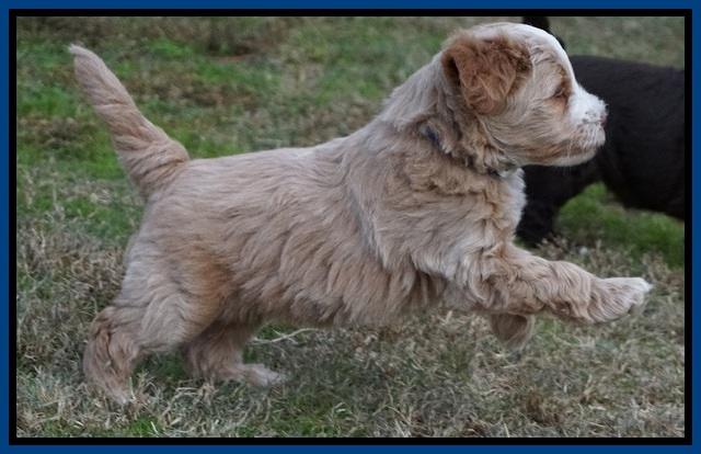 Laynie Camo pups 6 wks old 121