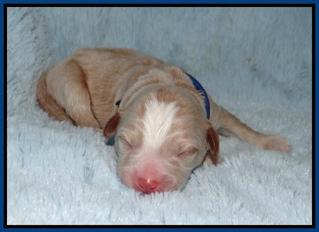 Laynie Camo pups newborn 21