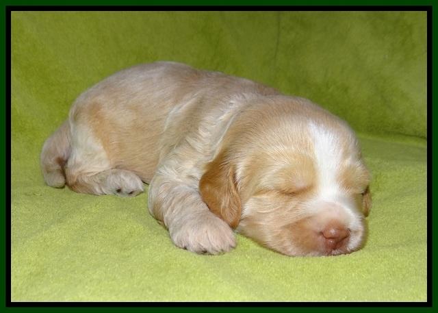 Laynie camo pups 2 wks old #21