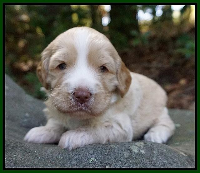 Laynie Camo pups 3 wks old 101