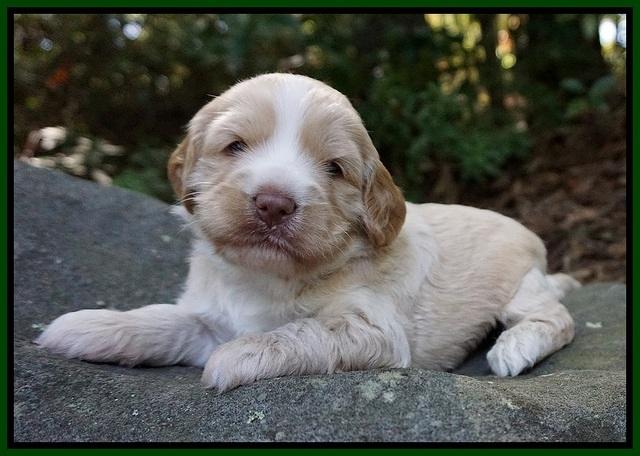 Laynie Camo pups 3 wks old 111