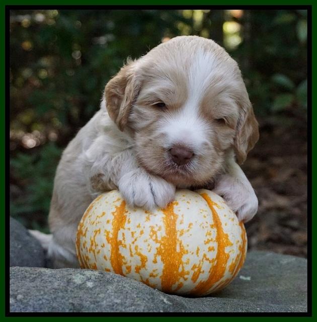 Laynie Camo pups 3 wks old 121