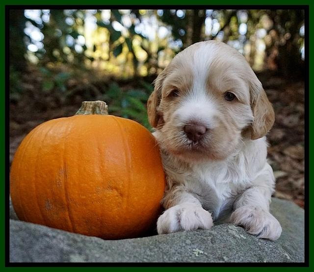 Laynie Camo pups 3 wks old 81