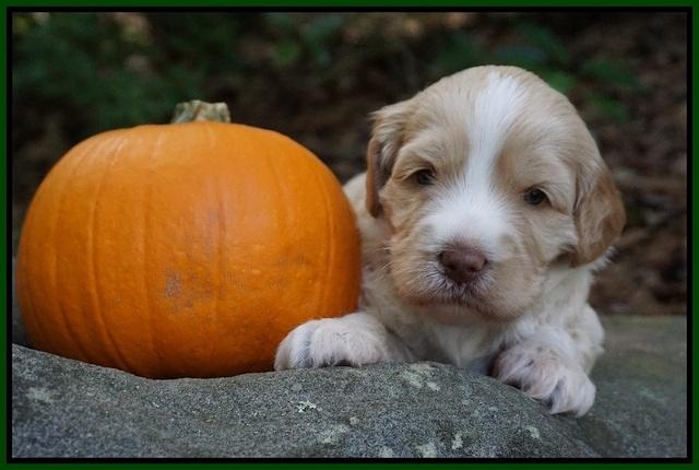 Laynie Camo pups 3 wks old 91