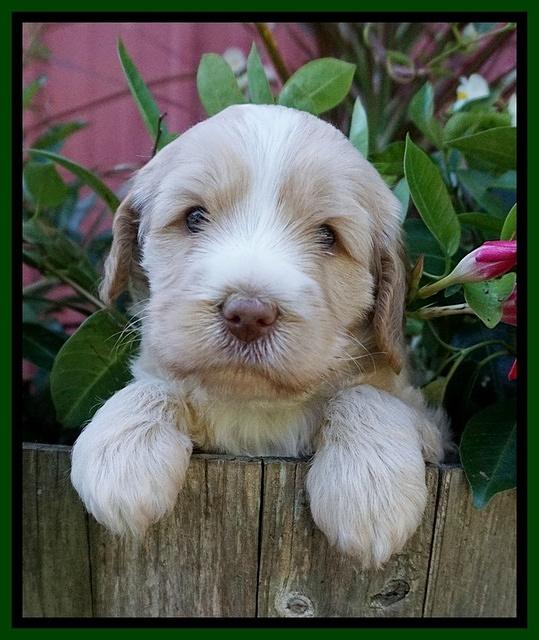 Laynie Camo pups 4 wks old 8100